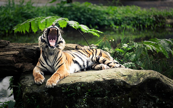El rugido del tigre, tigre, rugido, Fondo de pantalla HD