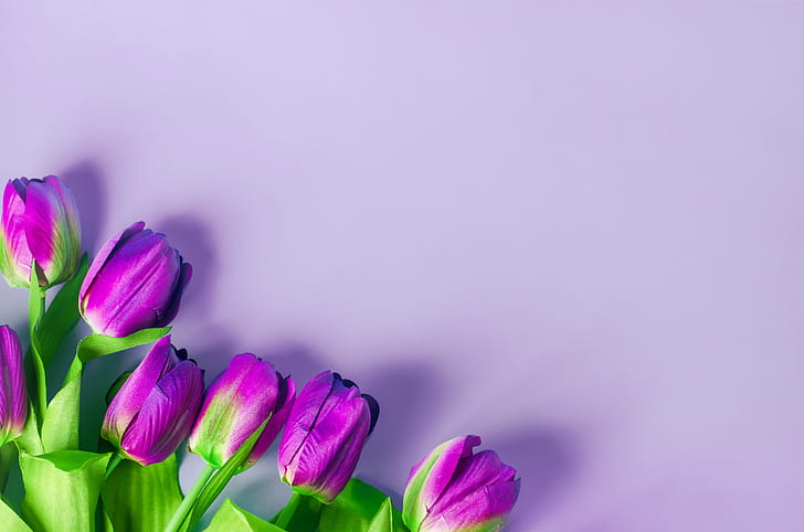 lila, blommor, bakgrund, tulpaner, HD tapet