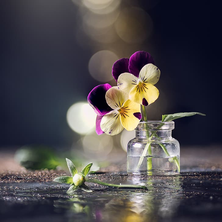 flores, amor perfeito, bokeh, viola, violeta, jar, HD papel de parede