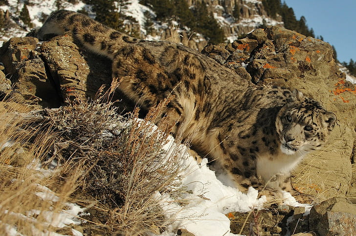 Big Leopard, Nature, snow, rocks, Cat, snow leopard, HD wallpaper