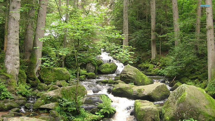 Cascading Stream In Triberg Germany, forest, stream, stones, cascade, nature and landscapes, HD wallpaper