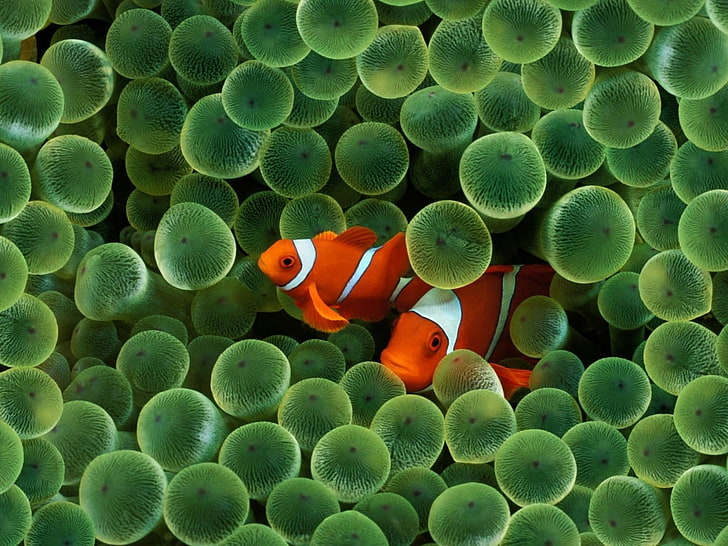 two clown fishes, fish, sea, water, Finding Nemo, animals, clownfish, sea anemones, Apple Inc., iPhone, HD wallpaper