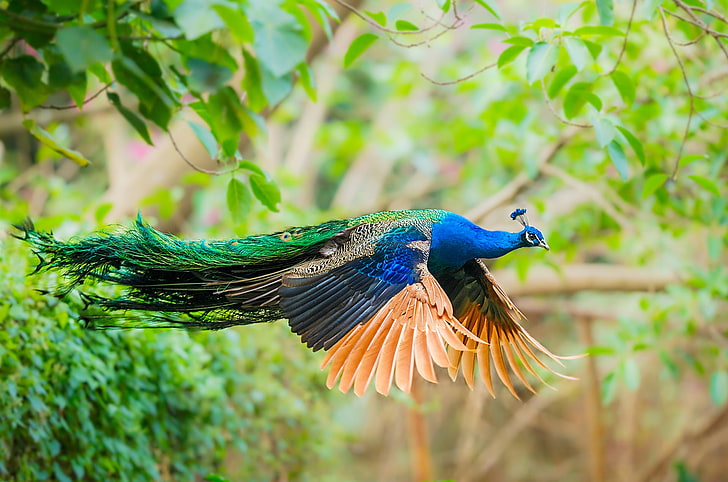 bird, wings, feathers, tail, peacock, flight, HD wallpaper