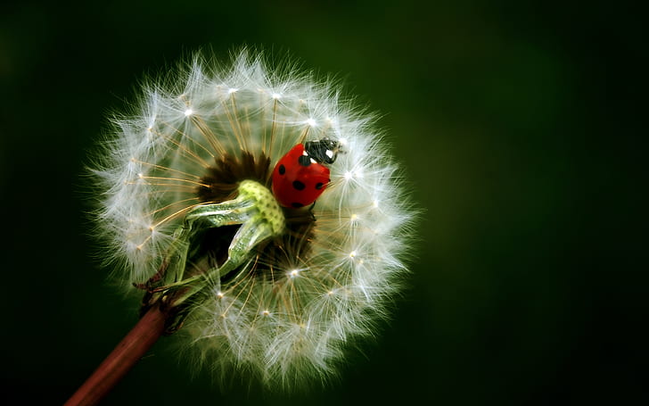Dandelion Ladybug HD, เต่าทองสีแดงและสีดำและดอกแดนดิไลสีขาว, ธรรมชาติ, ดอกแดนดิไลอัน, เต่าทอง, วอลล์เปเปอร์ HD