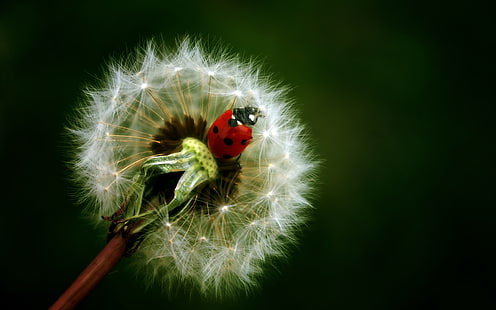 Dandelion Ladybug HD, czerwona i czarna biedronka i biały mniszek lekarski, natura, mniszek lekarski, biedronka, Tapety HD HD wallpaper