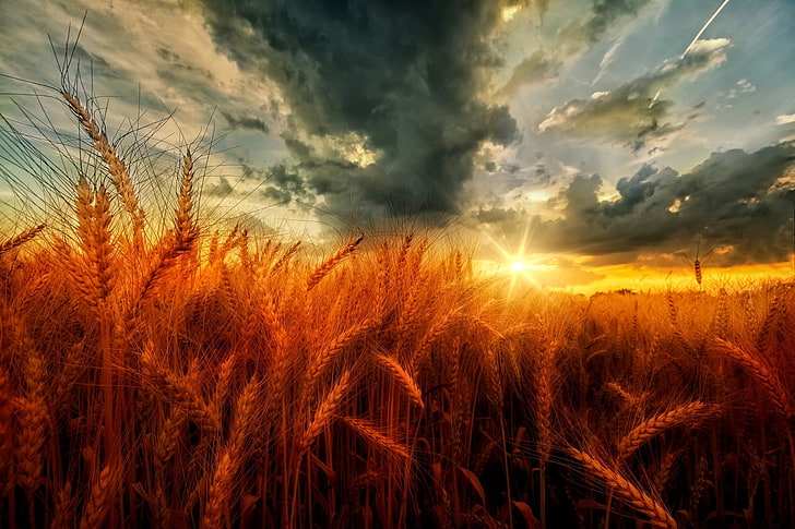 wheat field, nature, landscape, sunset, clouds, field, wheat, yellow, orange, HD wallpaper