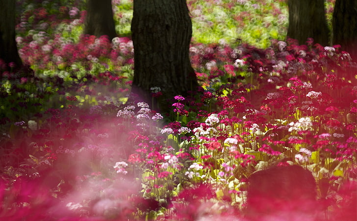 Flores del bosque, flores de pétalos rojos y blancos, Naturaleza, Flores,  Fondo de pantalla HD | Wallpaperbetter