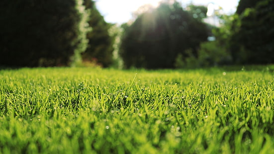Trawa z bliska, trawa, zbliżenie, trawnik, przyroda, Tapety HD HD wallpaper