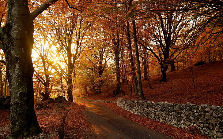 drzewa o pomarańczowych liściach, ścieżka pod szopą jesienią, jesień, natura, kamienny mur, droga, las, skały, Tapety HD