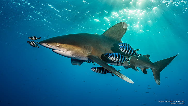 Океаническая белоголовая акула, Красное море, Ocean Life, HD обои