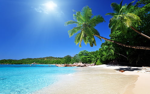 кокосови дървета, плаж, пясък, палми, тропически, HD тапет HD wallpaper