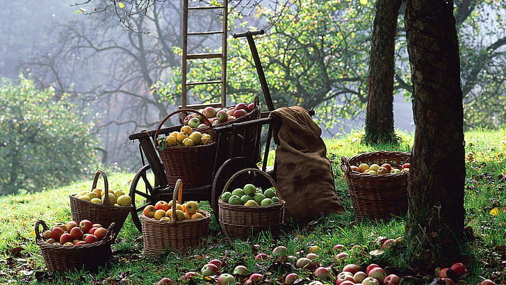 The Apple Harvest, trees, apples, harvest, baskets, nature and landscapes, HD wallpaper