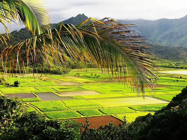 landscape photography of green grass field, hawaii, hawaii, Green Fields, Kauai, Hawaii, landscape photography, green grass, grass field, palm, travel  photography, view, taro, visitor, agriculture, mountain, beauty, rain, nature, order, harmony, staple, product, export, food, tropical Climate, asia, rice Paddy, tree, landscape, palm Tree, HD wallpaper