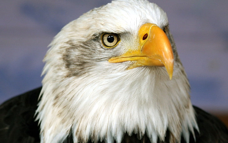 white and black bald eagle, eagle, beak, bird, predator, HD wallpaper