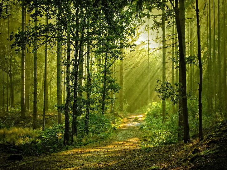 غابة مشمسة ، جميلة ، مشمسة ، أشعة ، لطيفة ، أوراق الشجر ، عشب ، مساحات خضراء ، جميلة ، أشجار ، أشعة الشمس ، مسار ، ضوء الشمس ، ناتو، خلفية HD