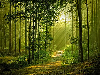 Sunny Forest, schön, sonnig, Strahlen, schön, Blätter, Gras, Grün, schön, Bäume, Sonnenschein, Pfad, Sonnenlicht, Natu, HD-Hintergrundbild HD wallpaper