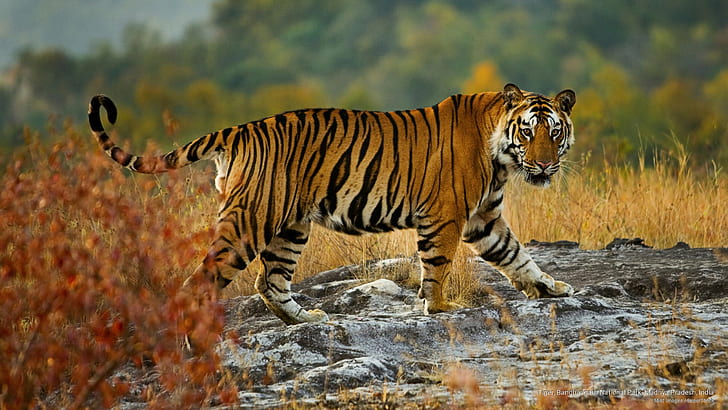Tiger, Bandhavgarh National Park, Madhya Pradesh, India, Animals, HD wallpaper