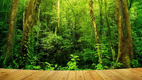 vild, tät, djup, tropisk, tropisk regnskog, odlad, stam, väg, flora, asien, vegetation, skog, djungel, träd, regnskog, borneo, malaysia, natur, skog, HD tapet HD wallpaper