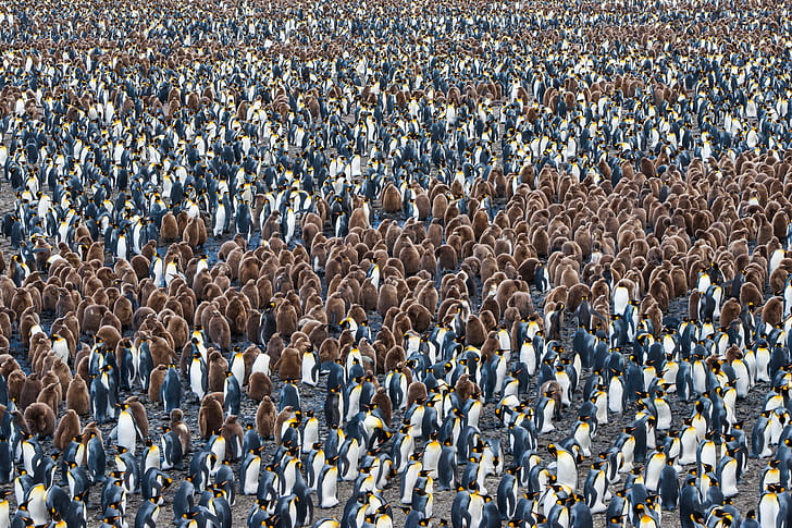 alam, penguin, Georgia Selatan dan Kepulauan Sandwich Selatan, Wallpaper HD