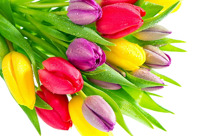 Flores de tulipán con gotas de agua, flores de color rojo púrpura amarillo, tulipanes de color púrpura, amarillo y rosa, tulipán, flores, agua, gotas, rojo, amarillo, púrpura, Fondo de pantalla HD
