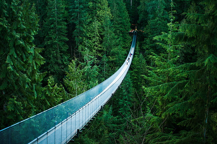 landskapsfotografering av bro nära granar, capilano hängbro, capilano hängbro, Capilano hängbro, landskapsfotografering, gran, träd, norra Vancouver, skog, natur, träd, utomhus, bro - konstgjord struktur, hängbro, rep, HD tapet