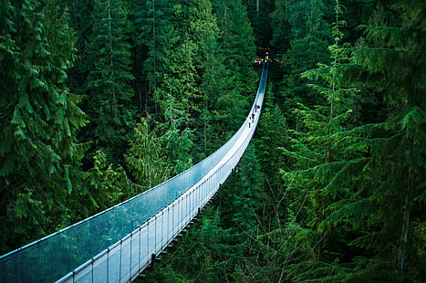 landscape photography of bridge near Fir trees, capilano suspension bridge, capilano suspension bridge, Capilano Suspension Bridge, landscape photography, Fir, trees, North Vancouver, forest, nature, tree, outdoors, bridge - Man Made Structure, suspension Bridge, rope, HD wallpaper HD wallpaper