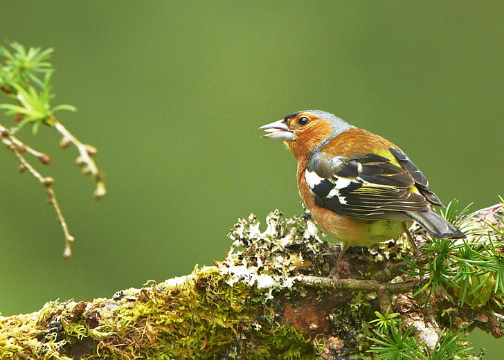 brown, white, and black bird, chaffinch, chaffinch, Chaffinch, brown, white, black bird, scotland, G W, W Jones, nature photography, nature  photography, G  W, W  Jones, united kingdom, Europe, natural, british  isles, british isles, life, living creatures, animal kingdom, european, world, countryside, red, nature, reds, uk, Peter Jones, living, wildlife, image, picture, amateur  photographer, pattern, Planet Earth, animals, animaux, aire libre, outside, fresh air, outdoors, digital image, Our world, environment, fauna, day, daytime, ornithological, avian, predator, photo, photos, vegetation, greenery, vegetable, vegetables, growth, plant Kingdom, plant  kingdom, botanical, botanicals, history, habitat, oiseau, west, western, bird, animal, branch, animals In The Wild, HD wallpaper