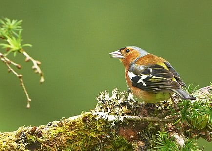 brown, white, and black bird, chaffinch, chaffinch, Chaffinch, brown, white, black bird, scotland, G W, W Jones, nature photography, nature  photography, G  W, W  Jones, united kingdom, Europe, natural, british  isles, british isles, life, living creatures, animal kingdom, european, world, countryside, red, nature, reds, uk, Peter Jones, living, wildlife, image, picture, amateur  photographer, pattern, Planet Earth, animals, animaux, aire libre, outside, fresh air, outdoors, digital image, Our world, environment, fauna, day, daytime, ornithological, avian, predator, photo, photos, vegetation, greenery, vegetable, vegetables, growth, plant Kingdom, plant  kingdom, botanical, botanicals, history, habitat, oiseau, west, western, bird, animal, branch, animals In The Wild, HD wallpaper HD wallpaper