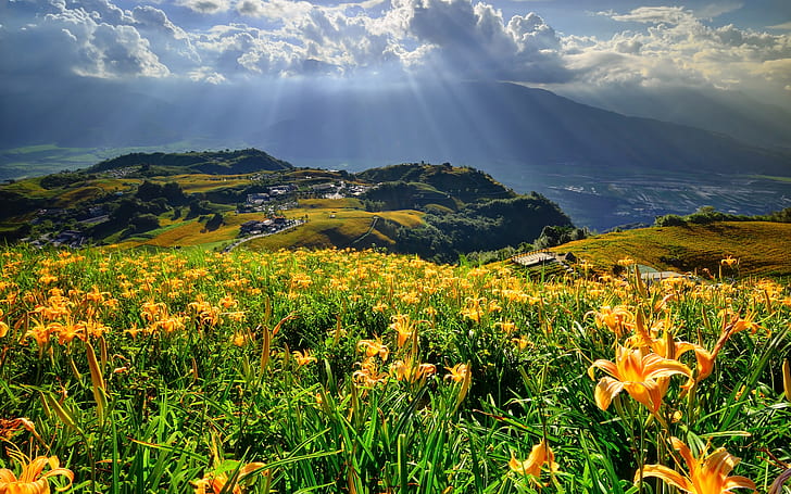 Слънчева светлина Трева Пейзаж Цветя HD, природа, пейзаж, цветя, слънчева светлина, трева, HD тапет