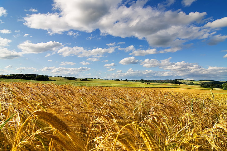 коричневые зерна, поле, колосья, пшеница, небо, лето, злаки, HD обои