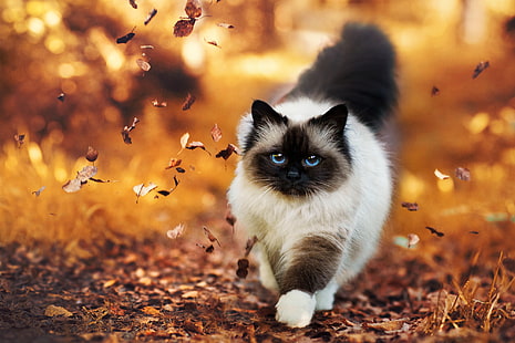 Gato, Gato, Animal, Ojos azules, Tierra, Gato del Himalaya, Naturaleza, Fondo de pantalla HD HD wallpaper
