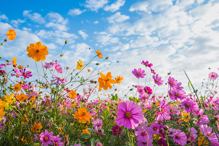 lapangan, musim panas, langit, matahari, bunga, warna-warni, padang rumput, merah muda, kosmos, Wallpaper HD