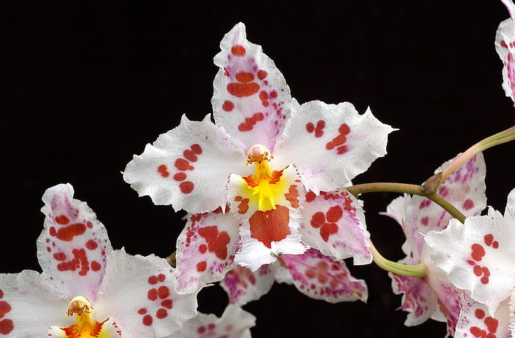 röda och vita orkidéblommor, orkidé, blomma, tistel, svart bakgrund, HD tapet
