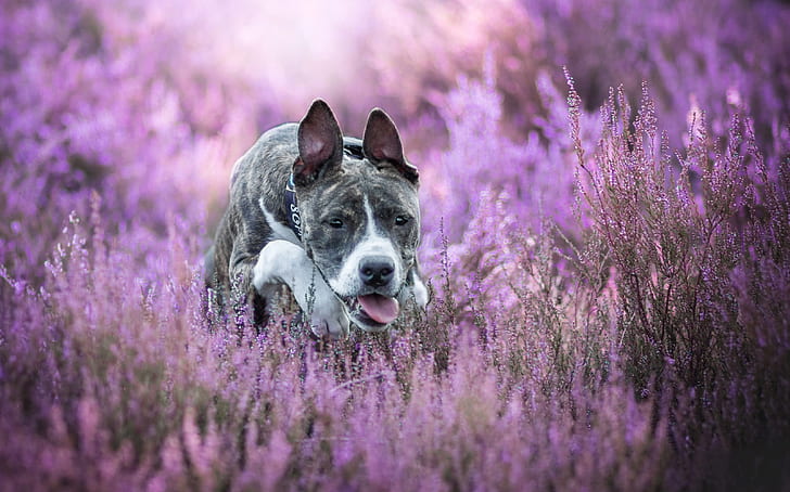 perro, bokeh, brezo, American Staffordshire Terrier, Fondo de pantalla HD