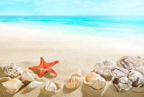различни морски черупки, пясък, море, плаж, бряг, черупка, лято, син, рай, морски звезди, морски раковини, HD тапет HD wallpaper