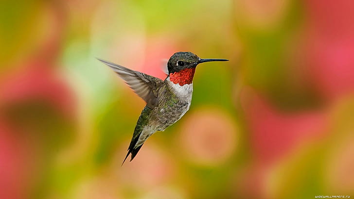 A Hummingbird, red-brown-and-black humming bird, backward, bird, flying, feathers, hummingbird, animals, HD wallpaper