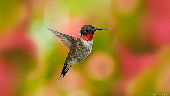 Un colibrí, colibrí rojo marrón y negro, hacia atrás, pájaro, vuelo, plumas, colibrí, animales, Fondo de pantalla HD HD wallpaper