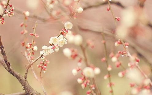 زهر الكرز الوردي ، الربيع ، شجرة ، زهر ، الزهور، خلفية HD HD wallpaper