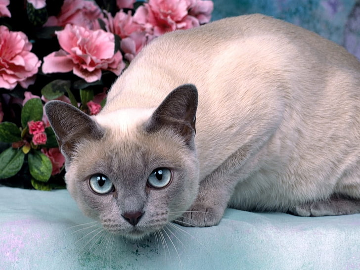 Siamese cat, cat, muzzle, eyes, surprise, HD wallpaper
