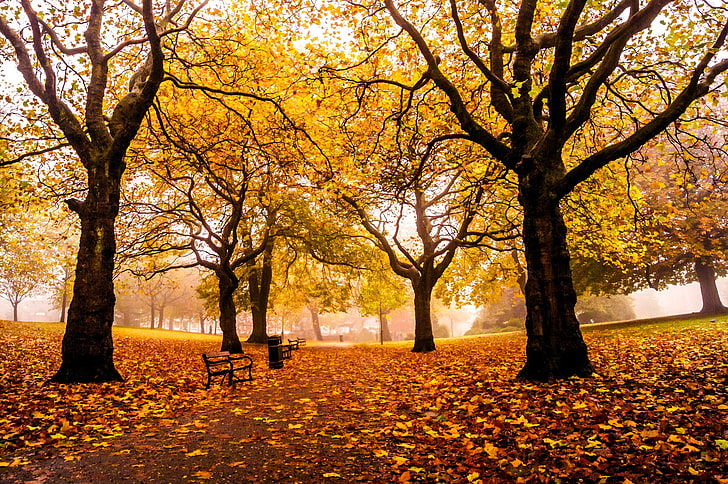 autumn leaves, road, autumn, leaves, trees, Park, England, yellow, UK, alley, benches, shop, Sheffield, Weston Park, HD wallpaper