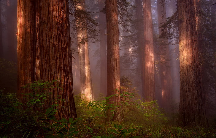 las, przyroda, mgła, USA, Sekwoja, Redwood Grove, Północna Kalifornia, Tapety HD