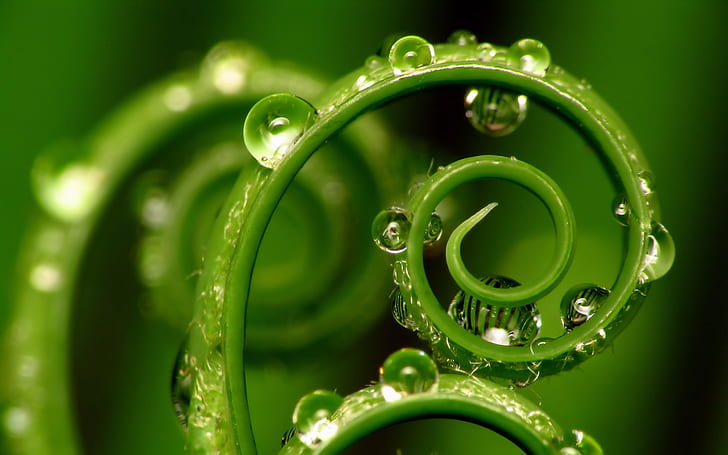 Green Plant Water Drops HD, green plant with raindrops, nature, green, water, drops, plant, HD wallpaper