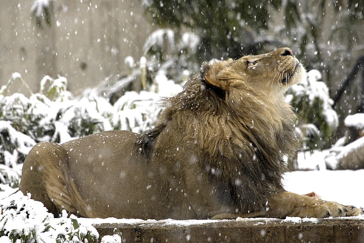 adult brown lion, look, snow, Leo, HD wallpaper
