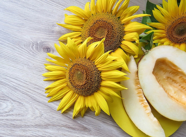 sunflower, wood, melon, HD wallpaper