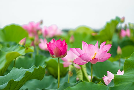 Çiçekler, Lotus, Çiçek, Doğa, Pembe Çiçek, HD masaüstü duvar kağıdı HD wallpaper