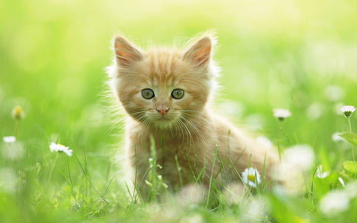 Cute Kitten, cute, kitten, HD wallpaper