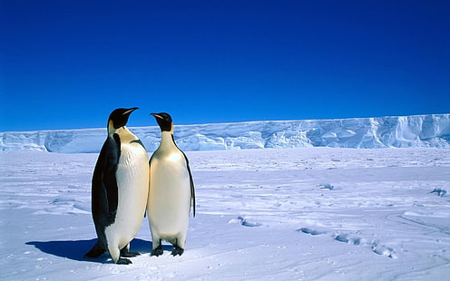 طيور البطريق ، زوجين ، الثلج ، الجليد ، القارة القطبية الجنوبية ، الشتاء، خلفية HD HD wallpaper