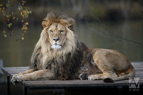 león sobre parquet de madera marrón, león león, parquet, leeuw, león - felino, fauna, carnívoro, gato no domesticado, animales, animales salvajes, safari animales, melena, felino, áfrica, naturaleza, mamífero, gato grande, animal macho,leona, Fondo de pantalla HD HD wallpaper