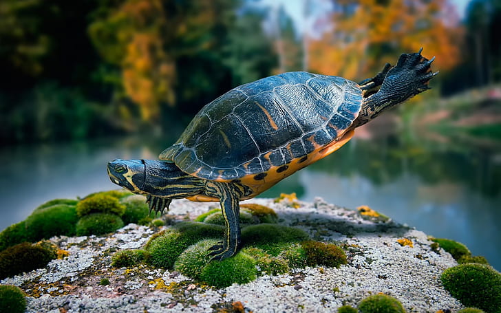 Fit Turtle, turtle, funny, cool, gorgeous, HD wallpaper