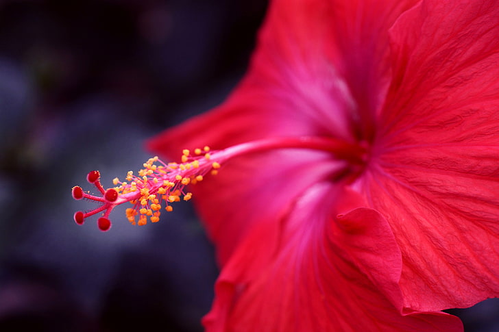 flower, macro, red, focus, hibiscus, HD wallpaper